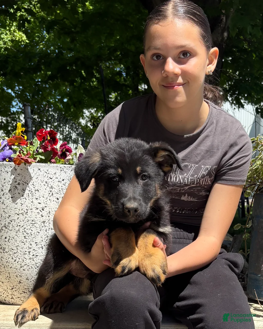 German Shepherd dogs for sale: Oceana - Ad 1