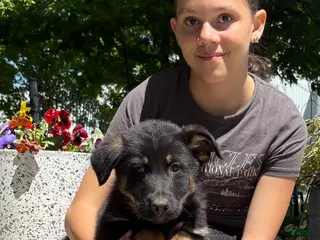 German Shepherd dogs Oceana - Ad 9