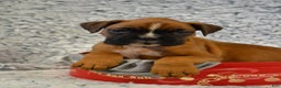 Boxer dogs for sale: Renley - Ad 2