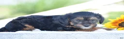 Yorkiepoo dogs for sale: Angie - Ad 2
