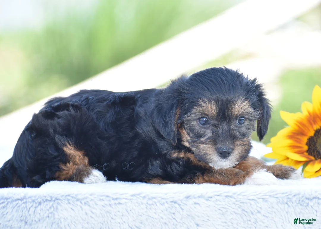 Yorkiepoo dogs for sale: Angie - Ad 2