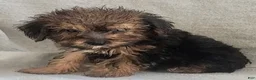 Mixed Breed dogs for sale: Tory - Ad 6