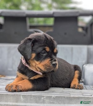 Rottweiler dogs Cobra - Ad 2
