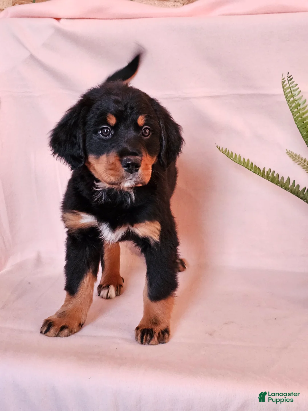 Mixed Breed dogs for sale: Poppi - Ad 3