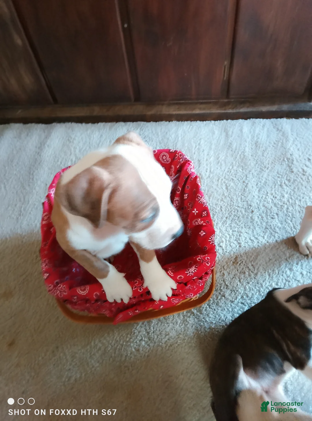 American Pit Bull Terrier dogs for sale: American Pit Bull Terrier Puppy 1 - Ad 2