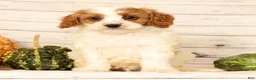 Cavapoo dogs for sale: Pepper - Ad 7