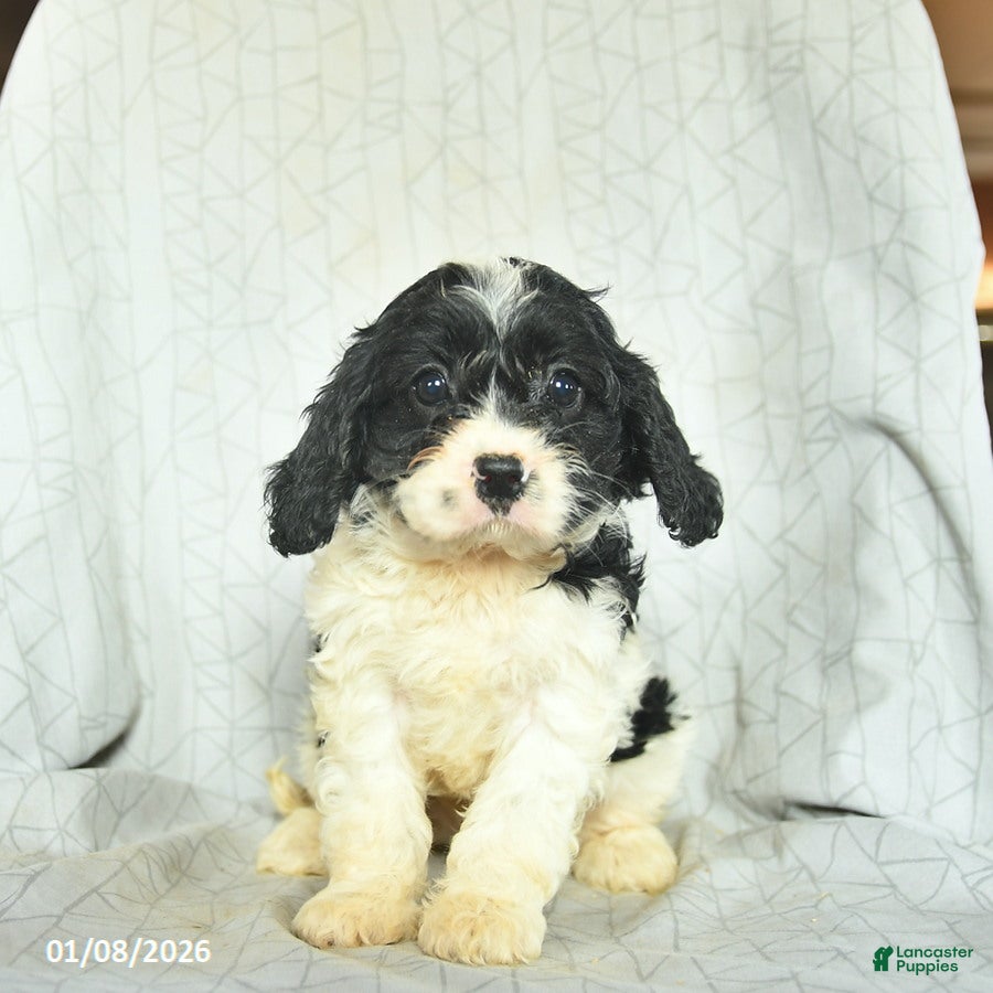 Cavapoo dogs Bonnie  - Ad 34