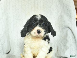Cavapoo dogs Bonnie - Ad 1
