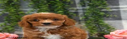 Cockapoo dogs for sale: Kara - Ad 5