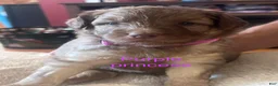 Aussiedoodle dogs for sale: Aussiedoodle 4 - Ad 9
