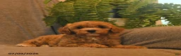 Cavapoo dogs for sale: Starburst  - Ad 5