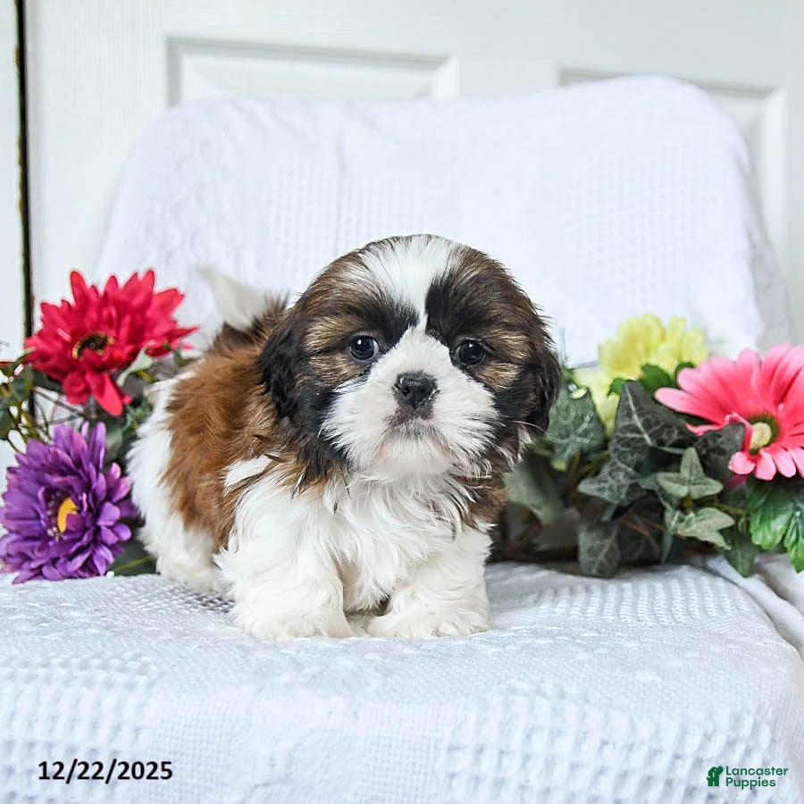Shih Tzu dogs Ferny - Ad 34