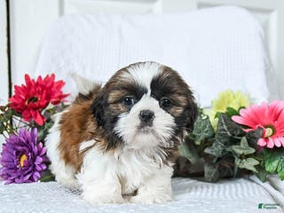 Shih Tzu dogs Ferny - Ad 42