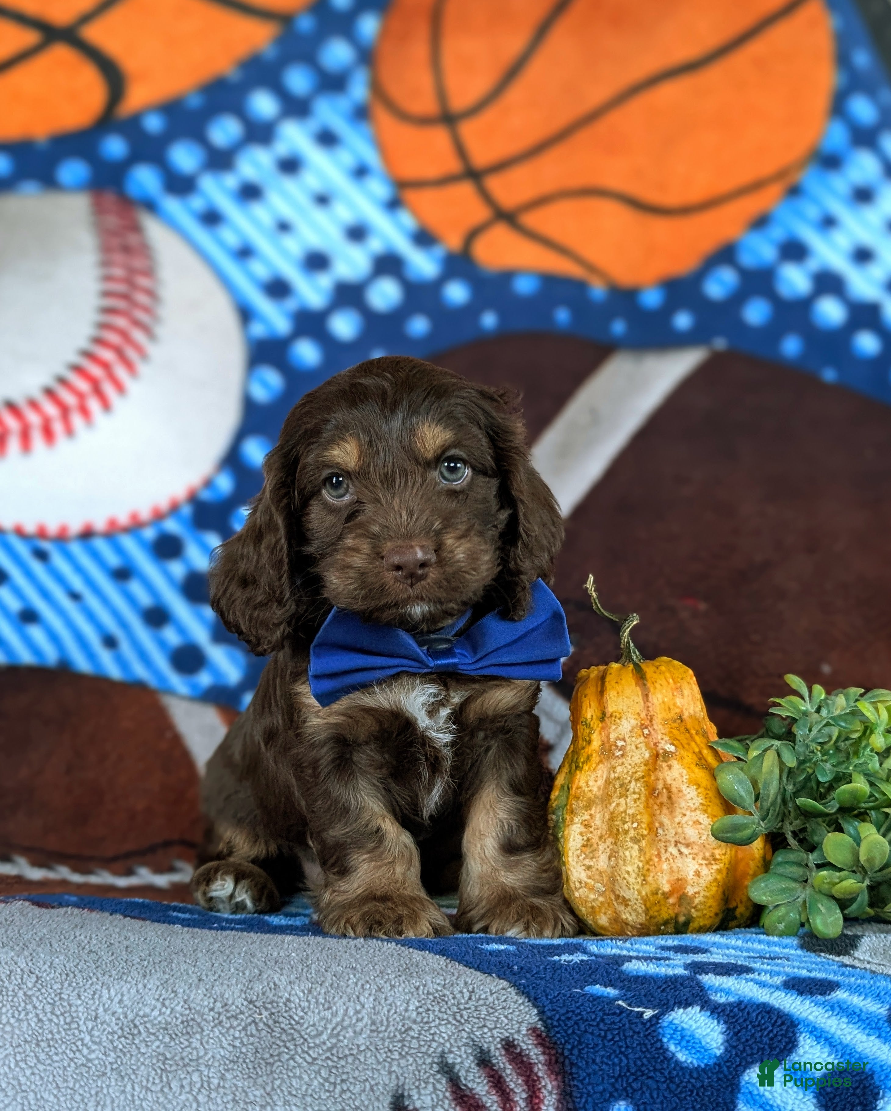 Cockapoo dogs for sale: Farlow - Ad 2