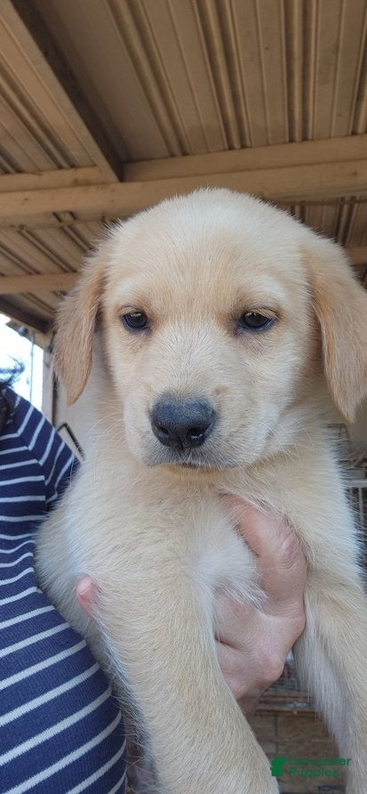 Golden Shepherd dogs for sale: Oreo - Ad 1