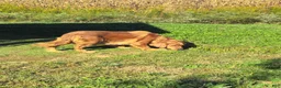 Golden Retriever dogs for sale: Lucy - Ad 9