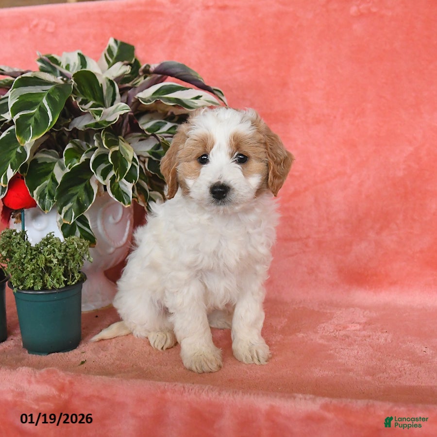 Mini Aussiedoodle dogs Cosmo   - Ad 2