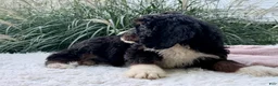Bernedoodle dogs for sale: Beatrice  - Ad 5