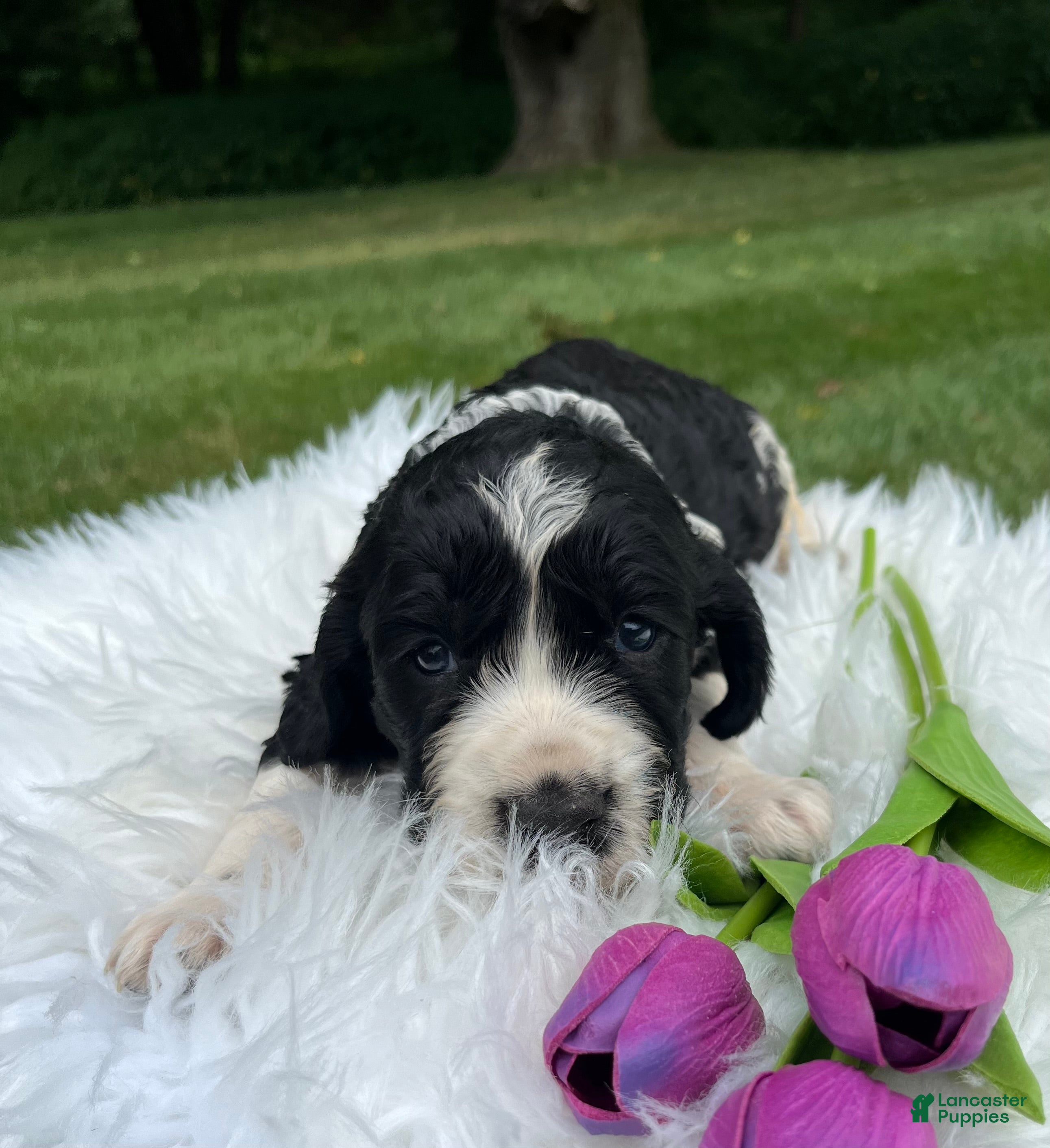 English Springer Spaniel dogs Dallas - Ad 2