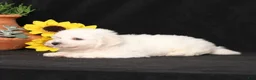 Bichon Frise dogs for sale: Sparky - Ad 4