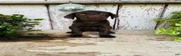 Labrador Retriever dogs for sale: Fay - Ad 4