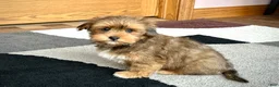 Lhasa Apso dogs for sale: Romeo - Ad 3