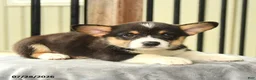 Welsh Corgi Pembroke dogs for sale: Wildcat - Ad 3