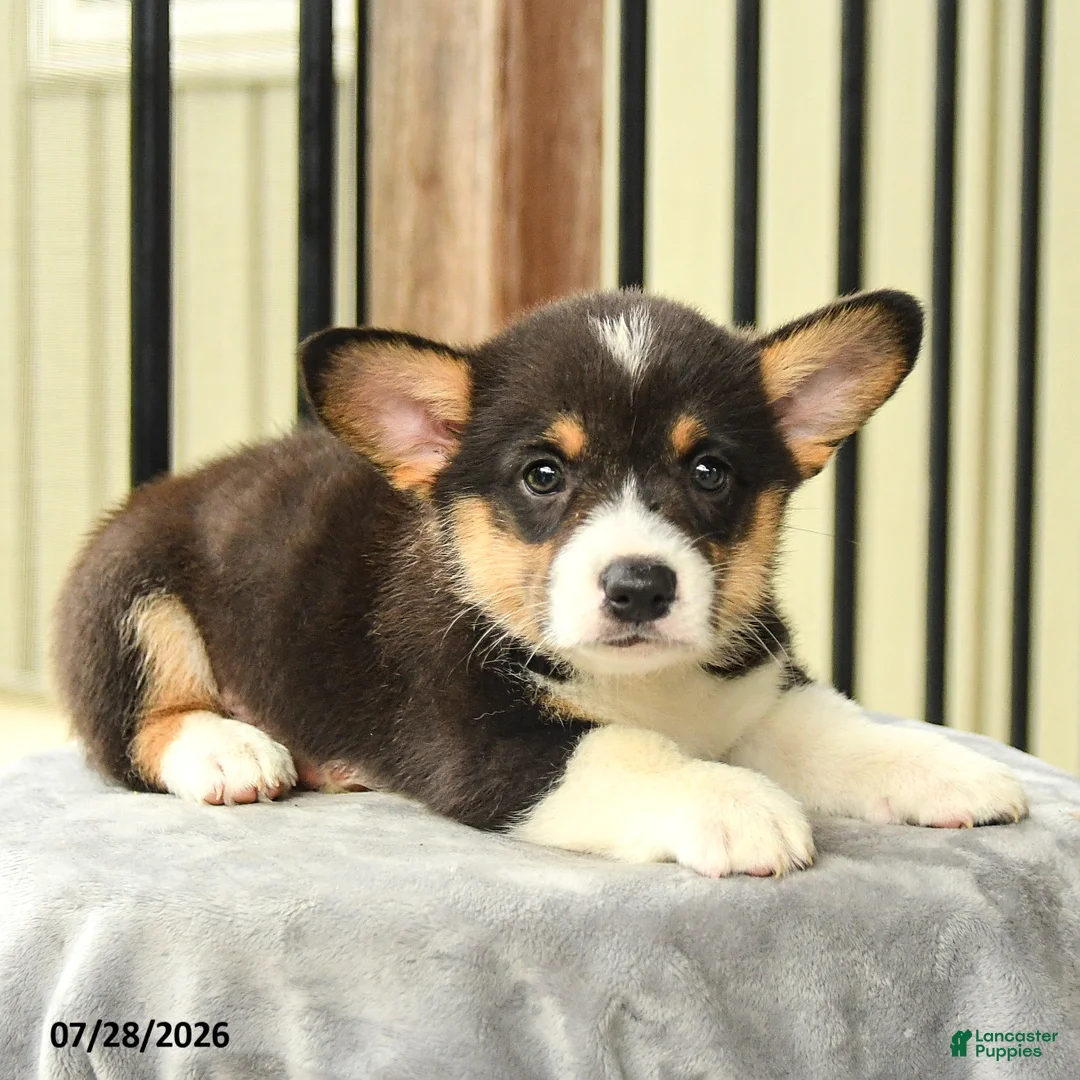 Welsh Corgi Pembroke dogs for sale: Wildcat - Ad 3