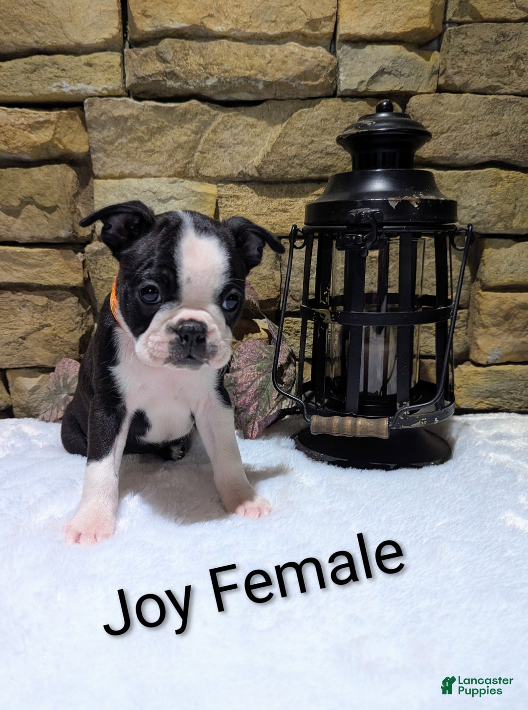 Boston Terrier dogs for sale: JOY, Boston Terrier, available for Christmas  - Ad 4
