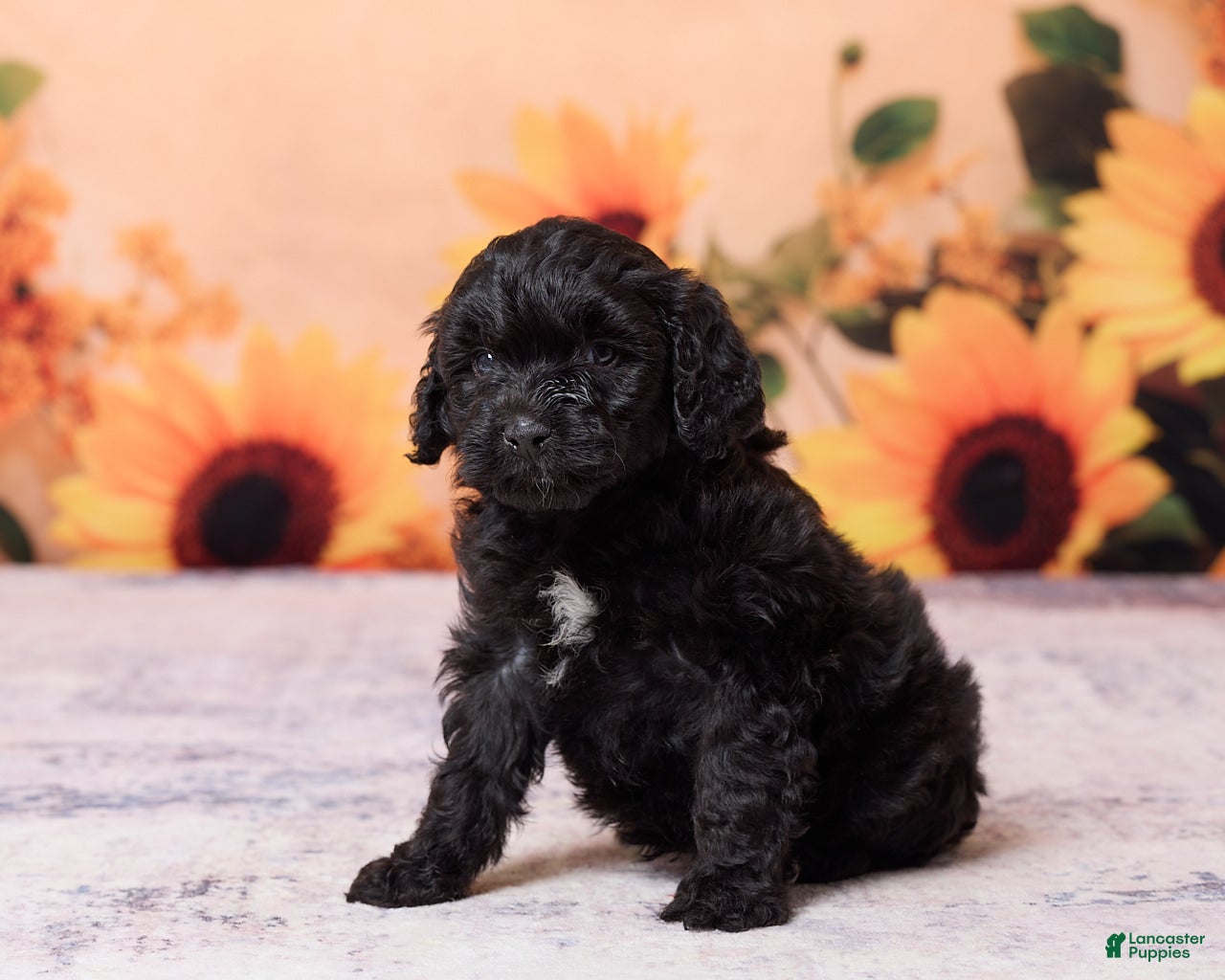 Mini Aussiedoodle dogs Axel - Ad 2