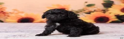 Mini Aussiedoodle dogs for sale: Axel - Ad 2