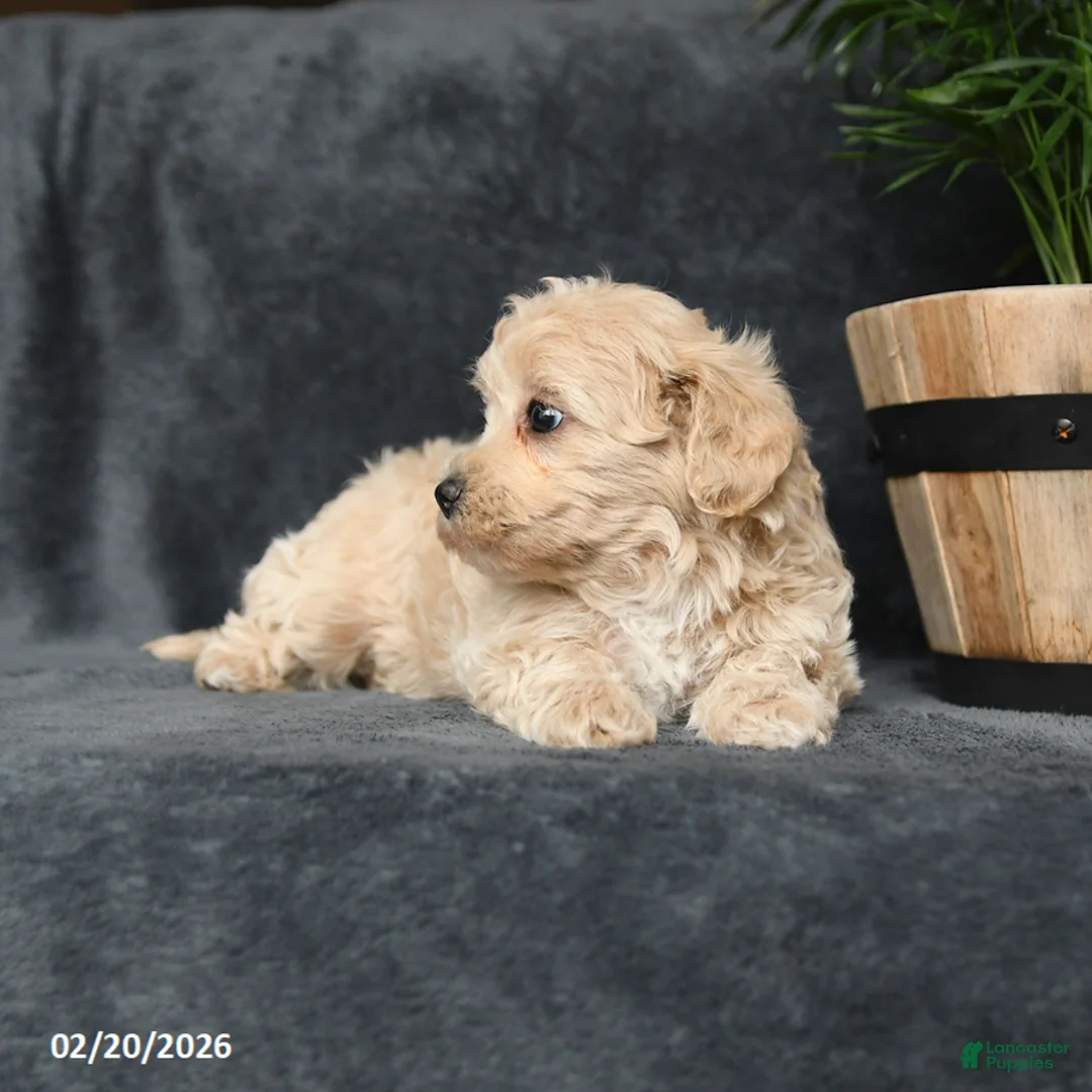 Maltipoo dogs for sale: Gracie - Ad 3