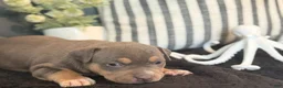 American Bully dogs for sale: Leviathan  - Ad 16
