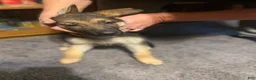 German Shepherd dogs for sale: German Shepherd Puppy 4 - Ad 2