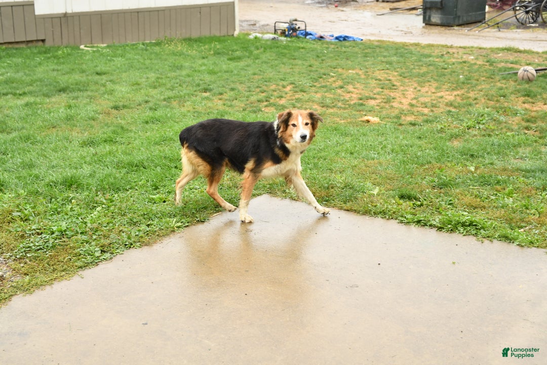 Australian Shepherd dogs for sale: Sadie - Ad 7