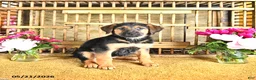 Golden Shepherd dogs for sale: River - Ad 5