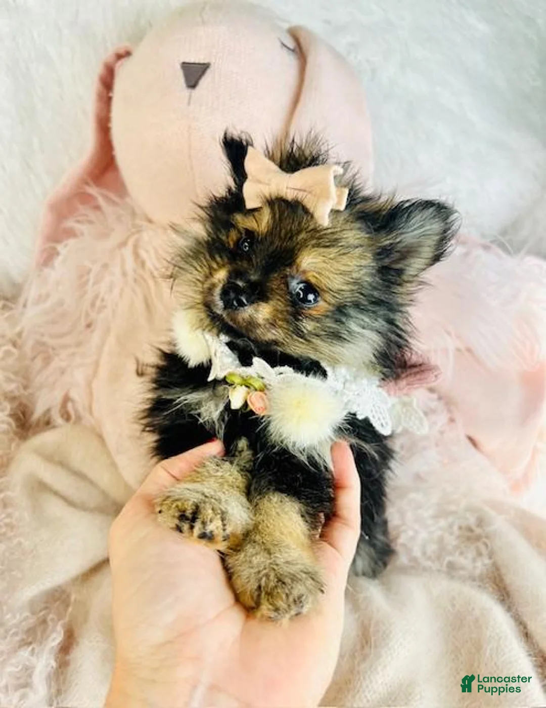 Pomeranian dogs for sale: Pomeranian Puppy 1 - Ad 5