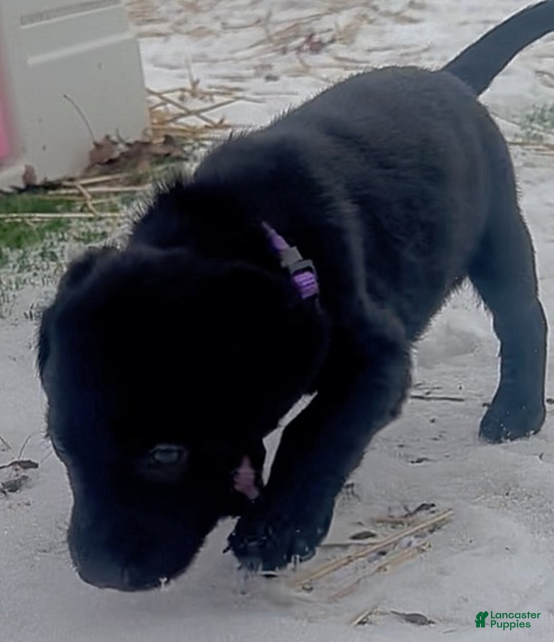 Labrador Retriever dogs for sale: Labrador Retriever Puppy 1 - Ad 6