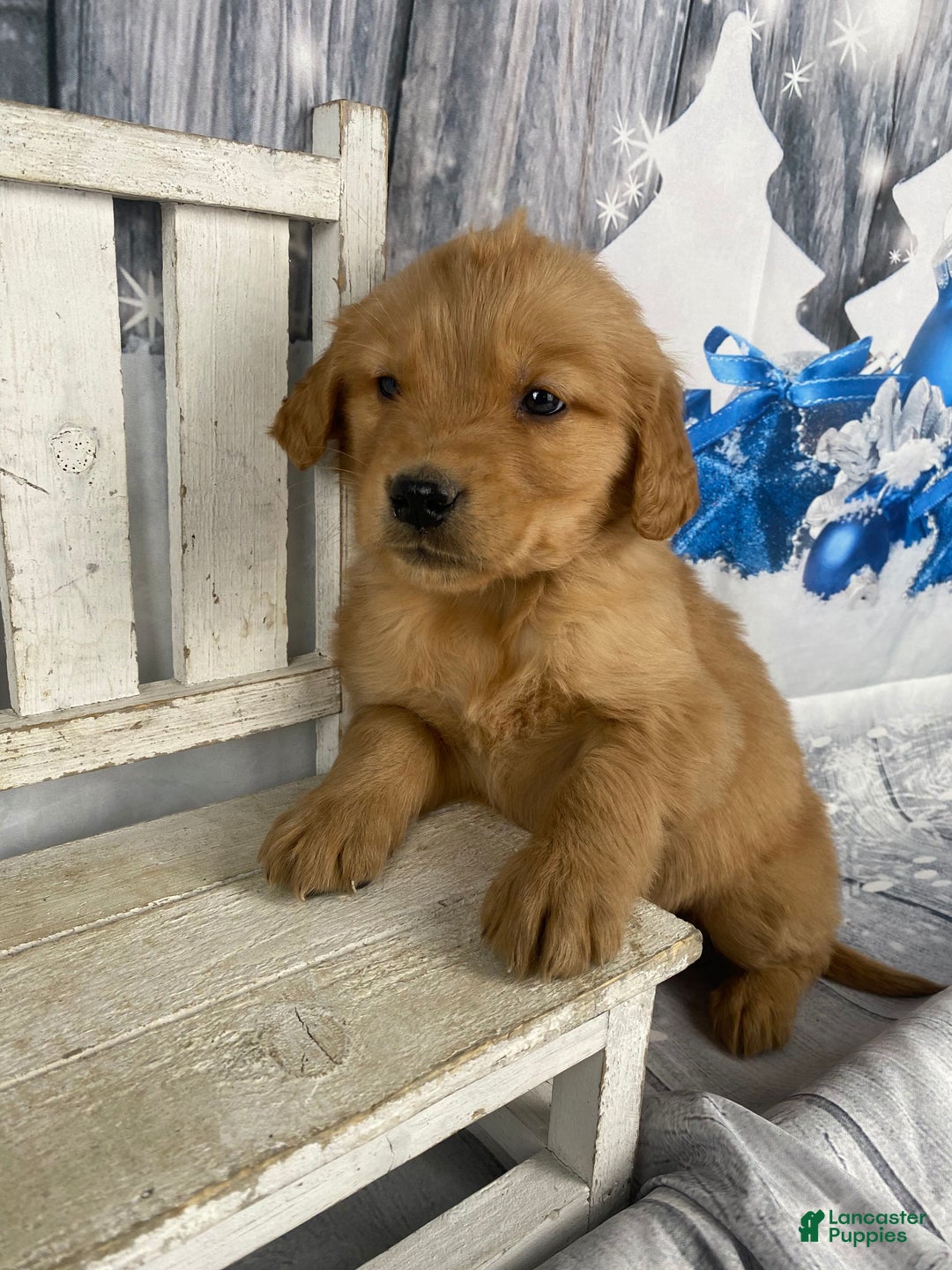 Golden Retriever dogs for sale: Moe - Ad 7