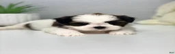 Shih Tzu dogs for sale: Jason  - Ad 3