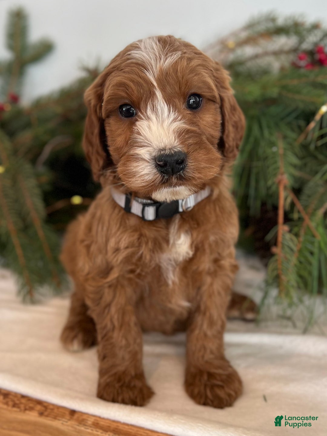 Irish Doodle dogs for sale: Asher - Ad 6