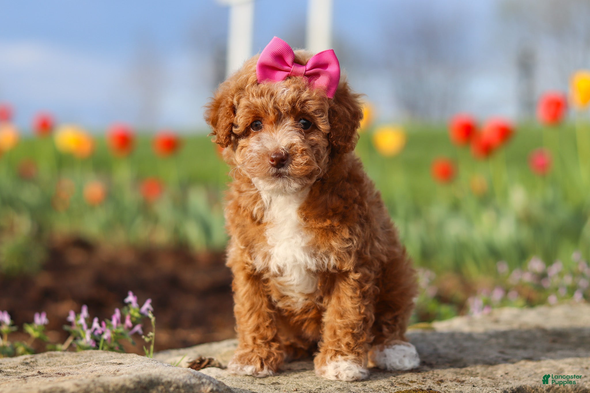Miniature Poodle dogs Colleen - Ad 1