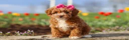 Miniature Poodle dogs for sale: Colleen - Ad 1