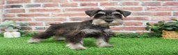 Miniature Schnauzer dogs for sale: Princeton - Ad 5