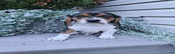 Beagle dogs for sale: BENJI - Ad 3