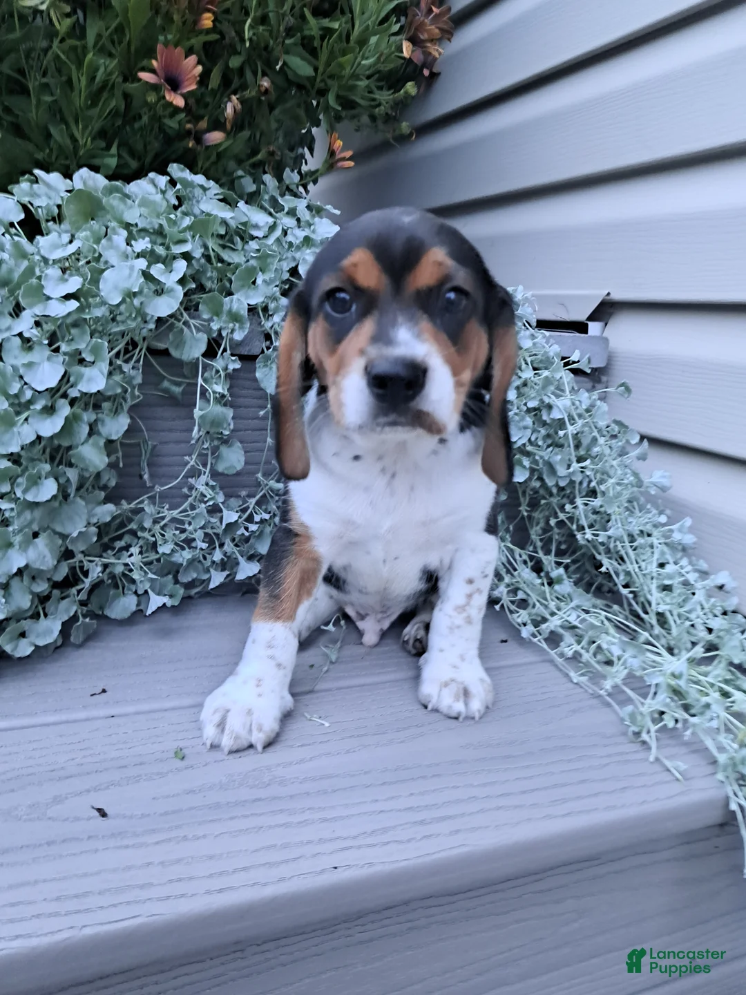 Beagle dogs for sale: BENJI - Ad 3