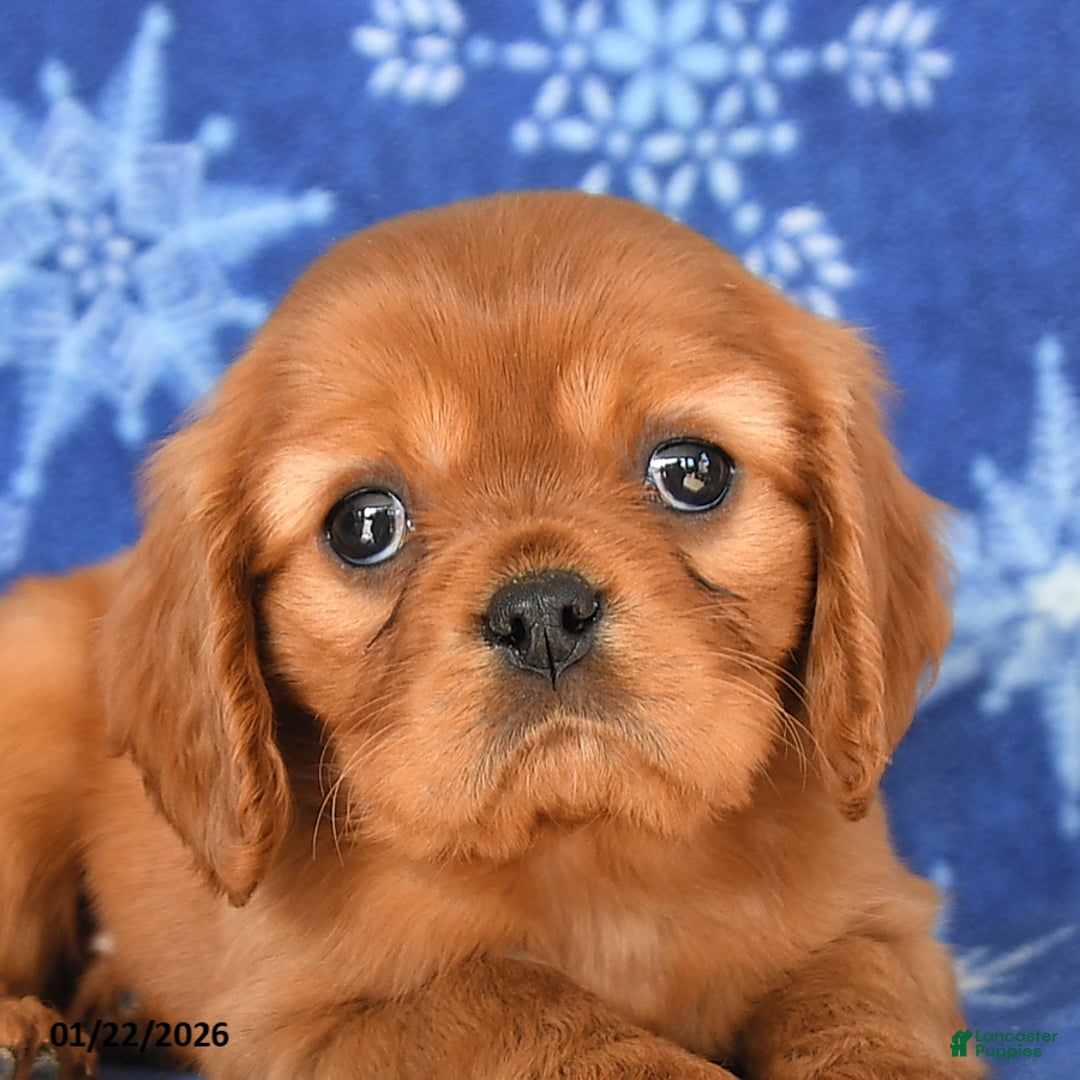 Cavalier King Charles Spaniel dogs for sale: Nicholes - Ad 3