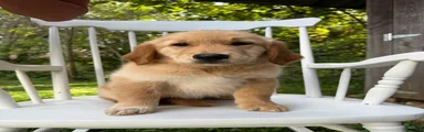 Duke