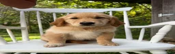 Golden Retriever dogs for sale: Duke - Ad 1
