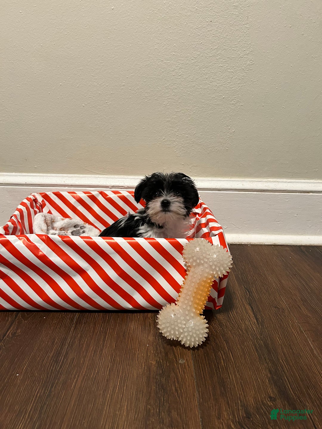 Yorkiepoo dogs for sale: TOY Size Luna - Ad 4